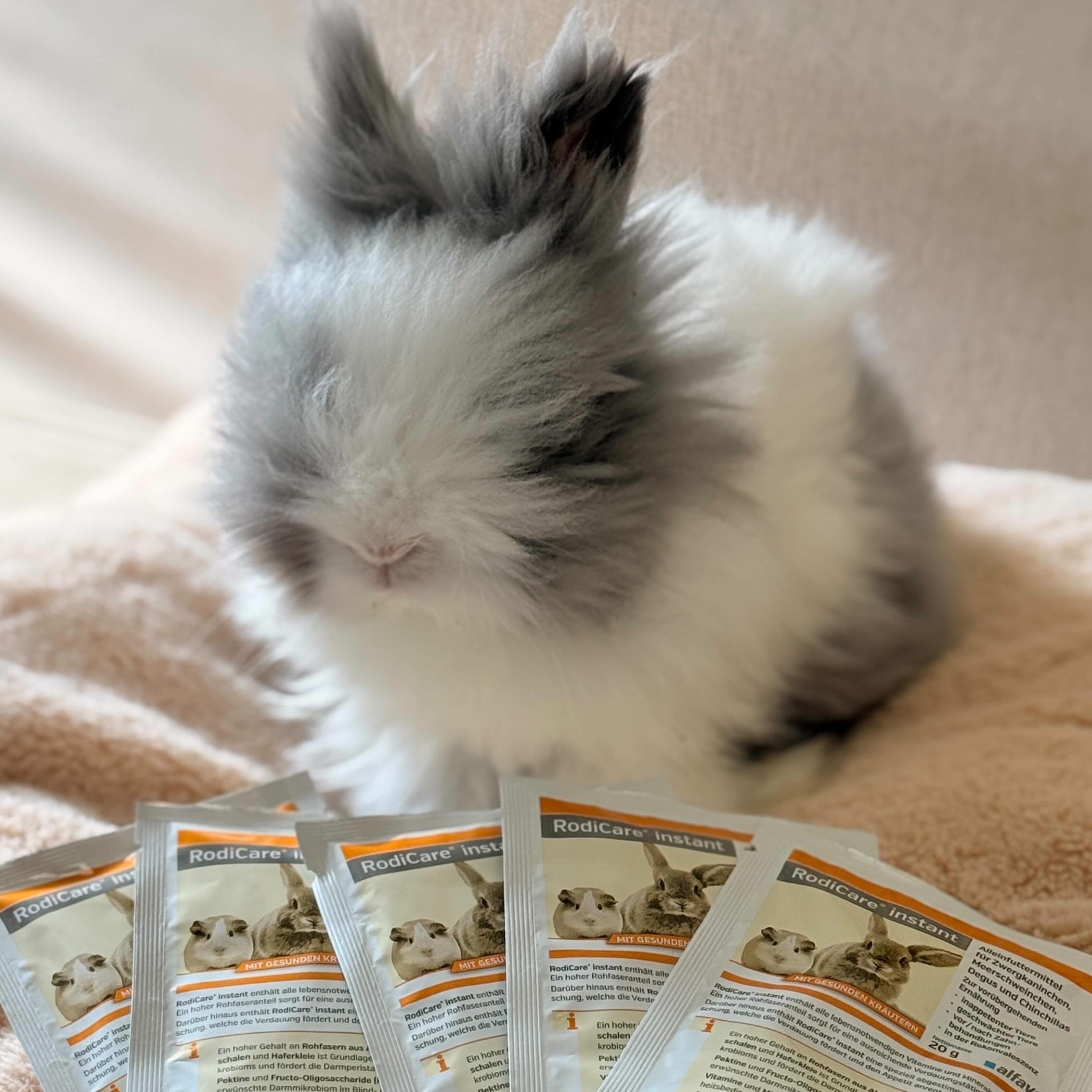 [Small Herbivore Care] Is Your Rabbit, Guinea Pig, or Chinchilla Suddenly Refusing Food? The Ultimate Guide to "Emergency Recovery Food"—A Life-Saver in Critical Moments!