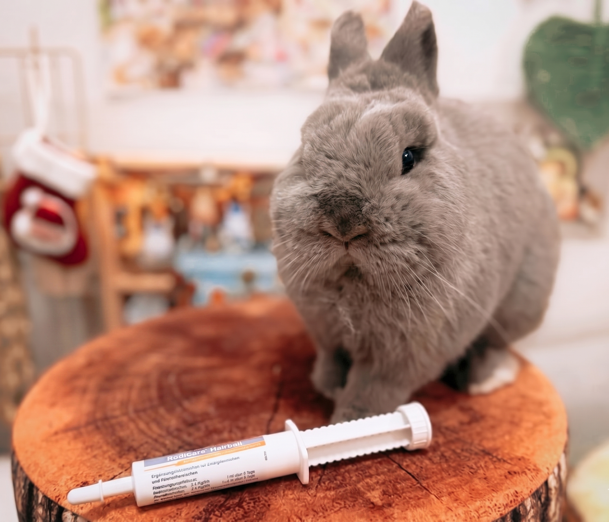 [Rabbit Shedding Season] Smaller Poops and Sticky Hair? Unveiling the "Hairball" Crisis in Rabbits & The Must-Know Natural Remedies!