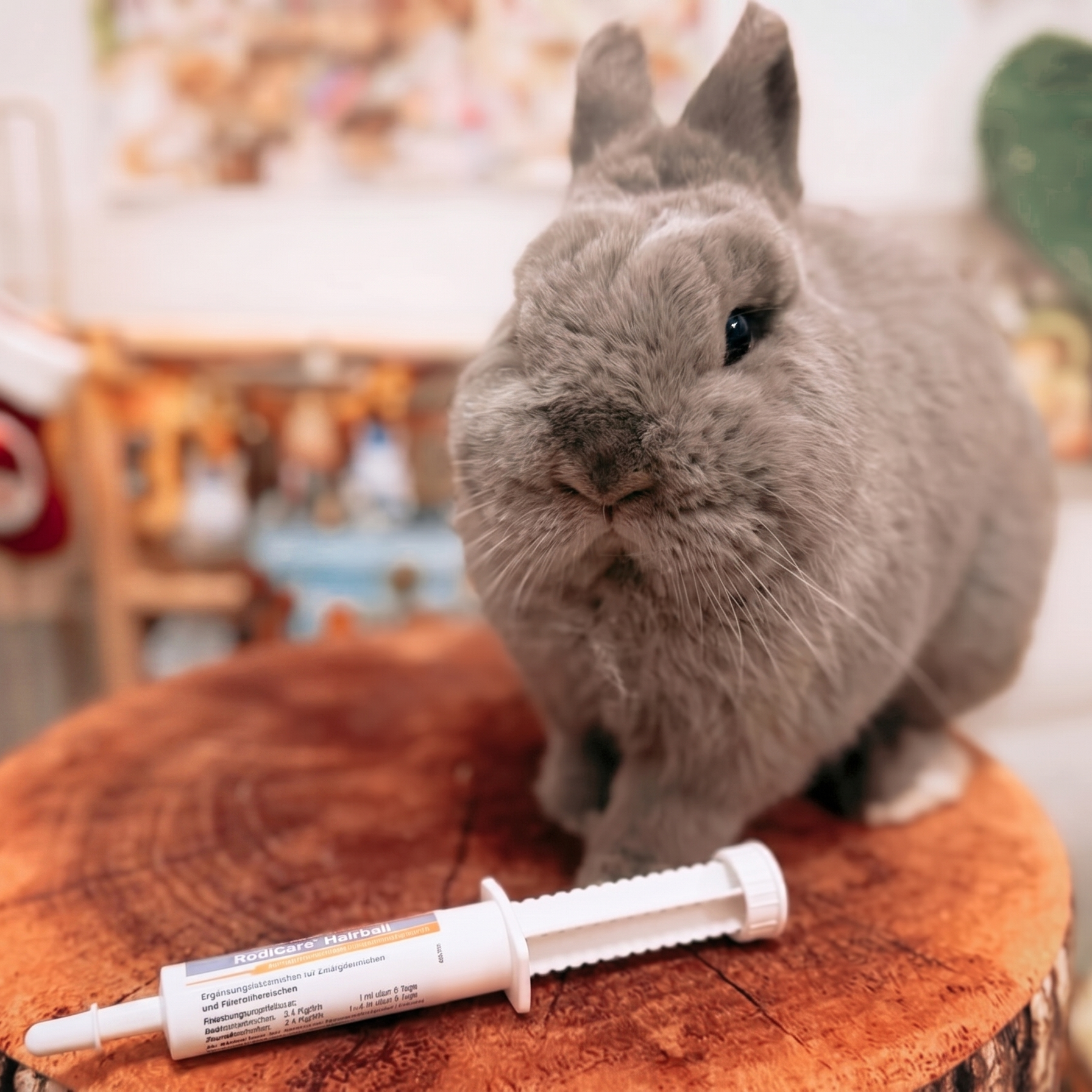 [Rabbit Shedding Season] Smaller Poops and Sticky Hair? Unveiling the "Hairball" Crisis in Rabbits & The Must-Know Natural Remedies!