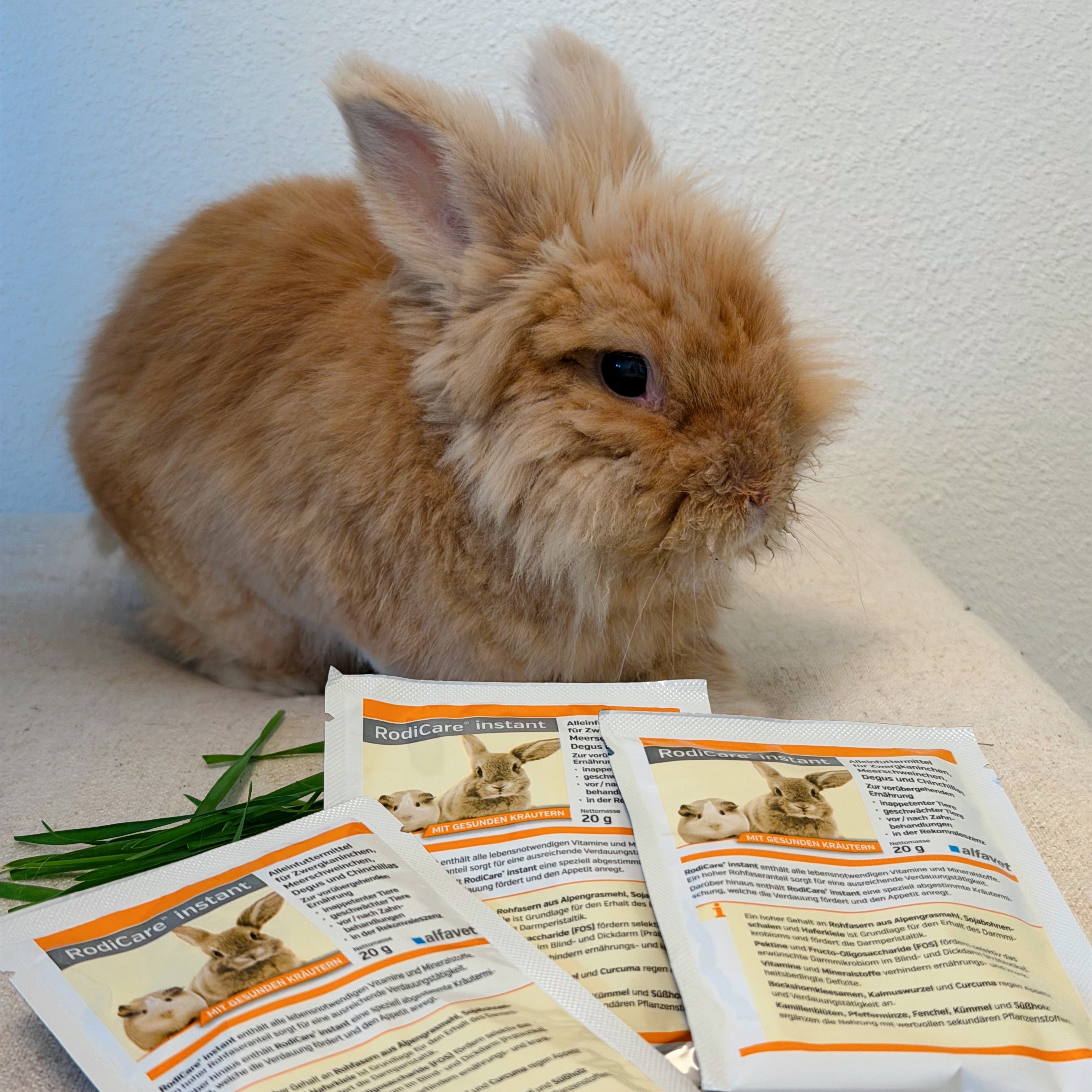 [Recovery Food Guide] German RodiCare vs. Traditional Formulas: Choosing the Right Critical Care Powder for Your Pet’s Symptoms